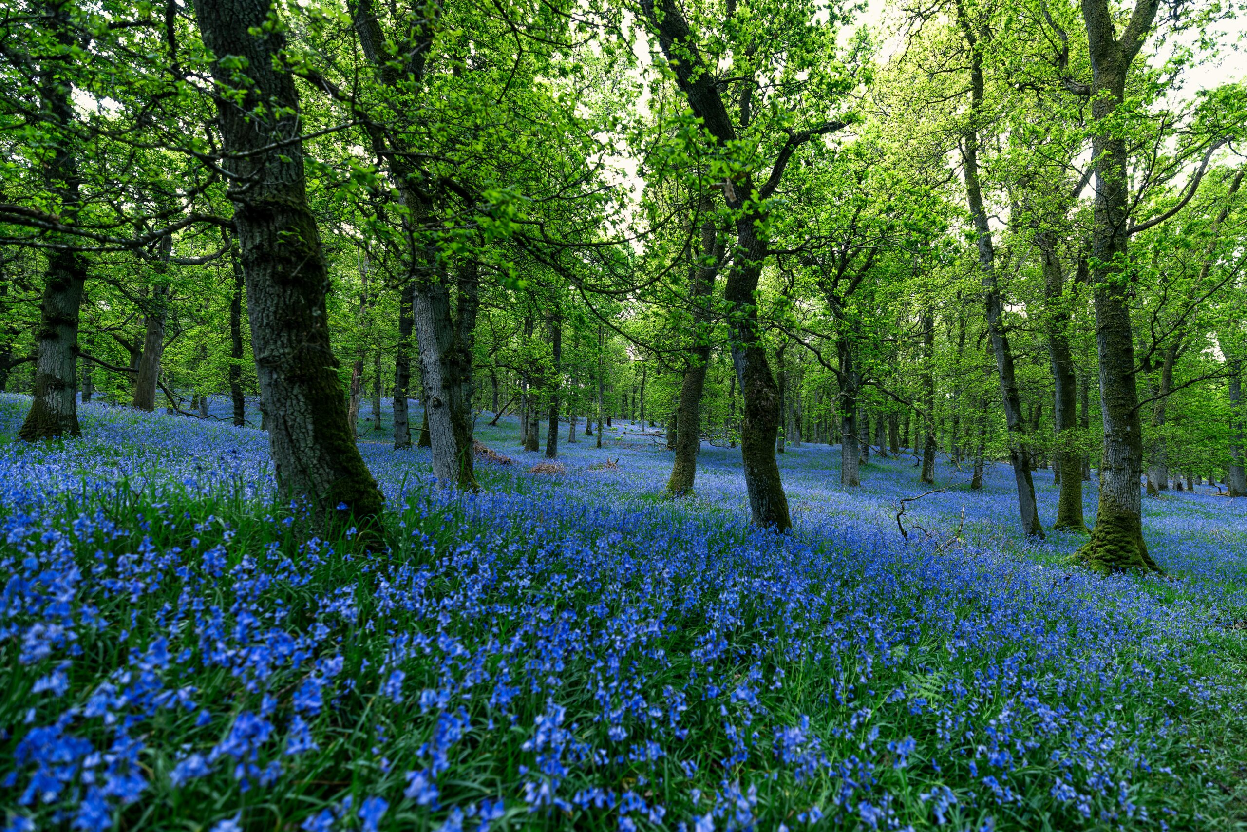 View of bluebell woodland as found in Ireland and the UK. Relates to environmental social governance, ESG Ireland, and rewilding initiative by CloudAssist.